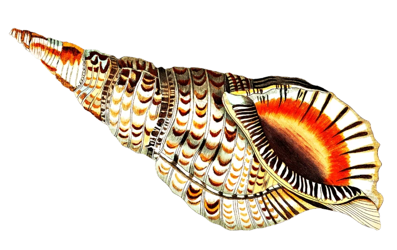 a close up of a shell on a black background, an illustration of, by Jon Coffelt, flickr, hurufiyya, giant centipede, full color illustration, long flowing fins, bird view