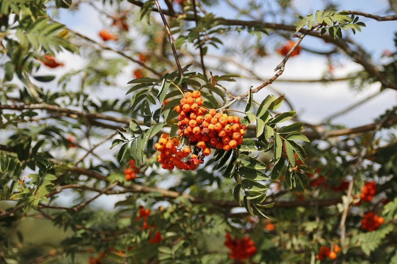 a close up of a bunch of berries on a tree, hurufiyya, green and orange theme, acacia trees, ilya kushinov, on set