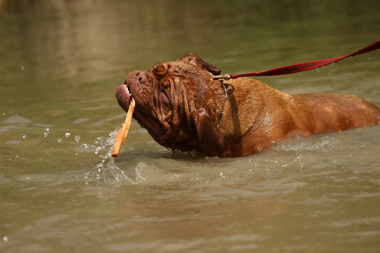 a dog in the water with a stick in its mouth, shutterstock, renaissance, real life peter griffin, cigar, voodoo”, hermes