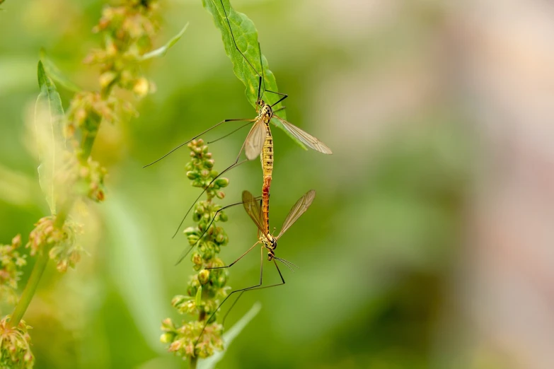 a couple of mosquito standing on top of a green plant, hurufiyya, nature photo, very sharp photo