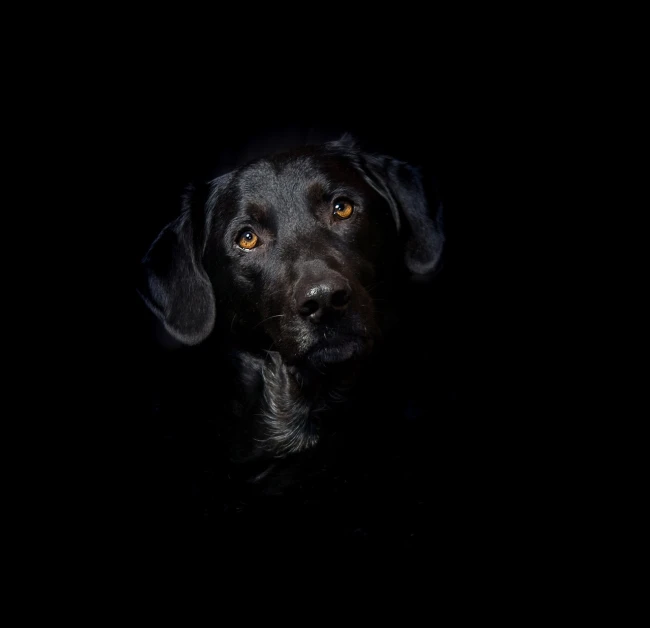 a close up of a dog in the dark, a portrait, by Matthias Weischer, shutterstock contest winner, digital art, portrait of black labrador, various posed, hiding, looking up at camera