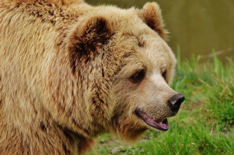 a large brown bear standing on top of a lush green field, by Aleksander Gierymski, pixabay, profile picture 1024px, fluffy face, bark for skin, close - up profile