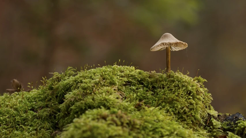 a mushroom sitting on top of a pile of moss, by Etienne Delessert, mushroom umbrella, telephoto shot, smooth carapace, with a small forest