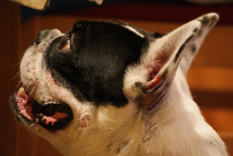 a close up of a dog with its mouth open, by Leonard Bahr, pexels, photorealism, french bulldog, wikimedia, left ear, sassy pose