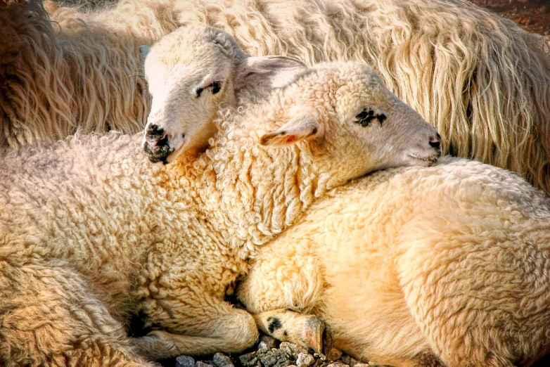 a couple of sheep laying on top of each other, by Robert Childress, flickr, baroque, prize winning color photo, liquid gold, warm spring, edited