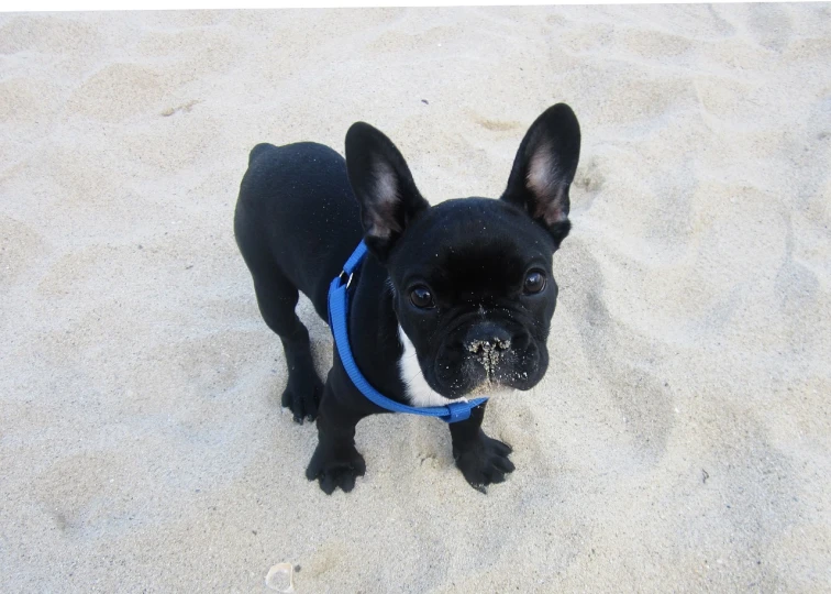 a small black dog standing on top of a sandy beach, by Matt Cavotta, flickr, french bulldog, black harness, ffffound, blue sand