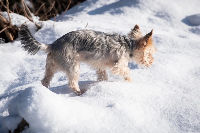 a small dog standing on top of snow covered ground, a photo, yorkshire terrier, spring winter nature melted snow, bending down slightly, having fun in the sun