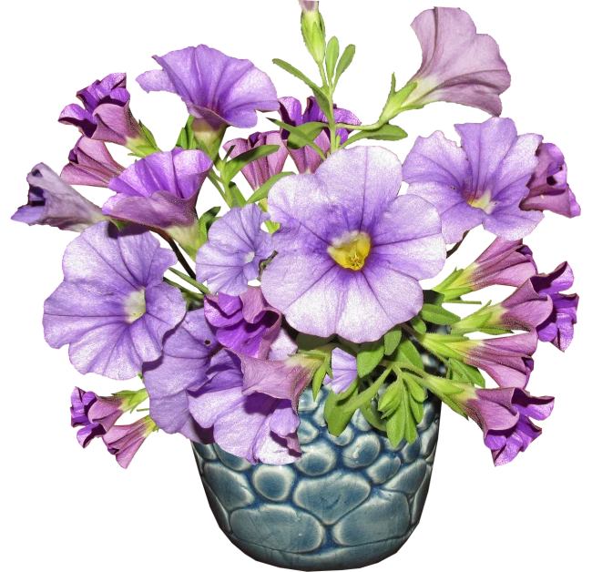 a blue vase filled with purple flowers on a black background, a pastel, pixabay contest winner, morning glory flowers, various posed, hi resolution, sculpted