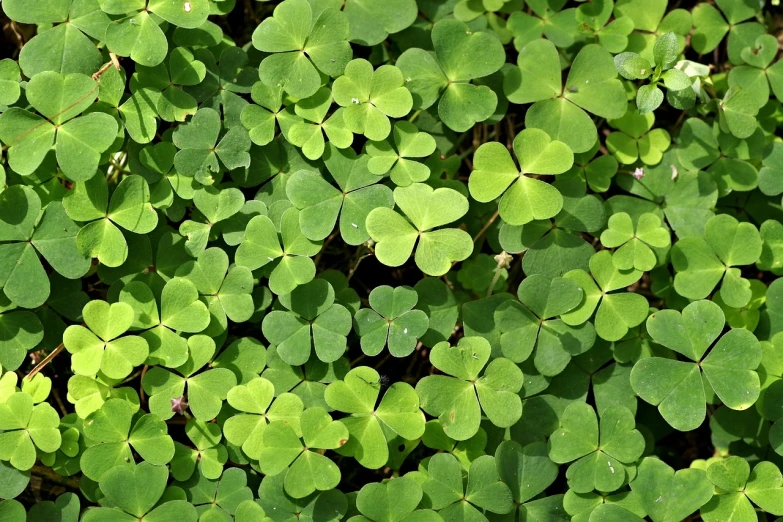a close up of a bunch of green clovers, pexels, istockphoto, green floor, symmetrically, wild foliage