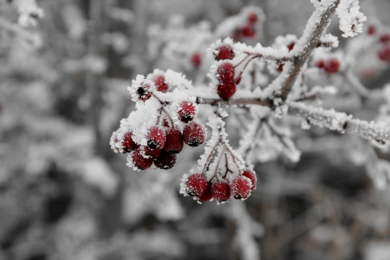 a close up of a bunch of berries on a tree, a photo, inspired by Arthur Burdett Frost, romanticism, black white and red colors, white snow, 3 4 5 3 1