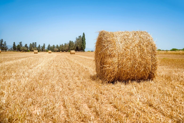 a hay bale in a field with trees in the background, a stock photo, shutterstock, israel, very accurate photo, shot on a 9.8mm wide angle lens, immaculate rows of crops