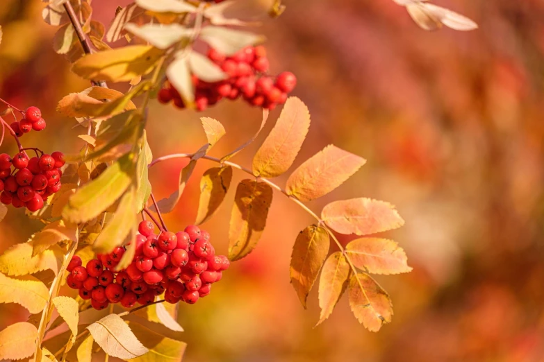 a close up of a bunch of berries on a tree, a photo, by Armin Baumgarten, shutterstock, romanticism, autumn leaves background, stock photo