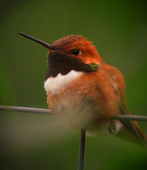 a close up of a bird on a wire, a macro photograph, by David Garner, flickr, glowing crimson head, hummingbirds, orange fluffy belly, trimmed with a white stripe