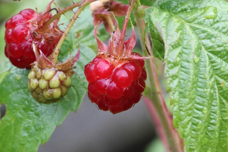 a close up of two raspberries on a plant, by Robert Brackman, hurufiyya, older male, roadside, no text!, red - cheeks!!