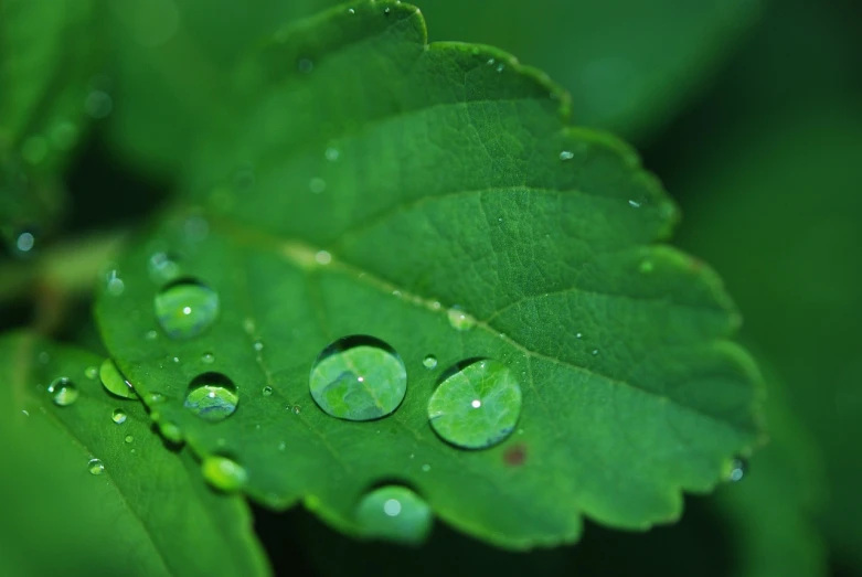 a close up of a leaf with water droplets on it, by Maeda Masao, pixabay, emeralds, nothofagus, [ realistic photo ]!!, stems