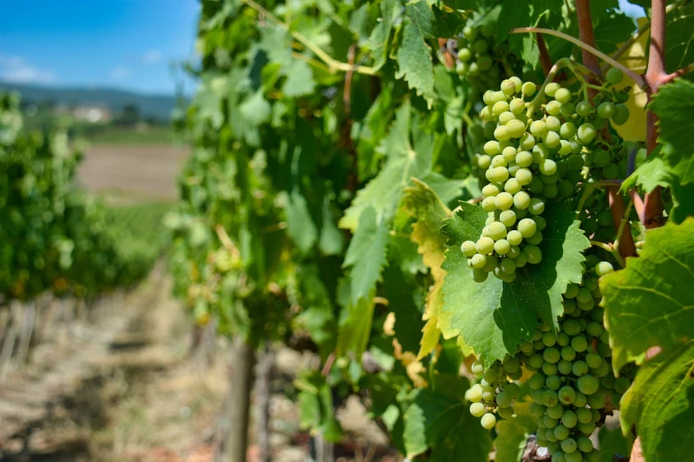 a bunch of green grapes hanging from a vine, a picture, by David Garner, pexels, seen in the distance, vallejo, 🕹️ 😎 🔫 🤖 🚬, high details!