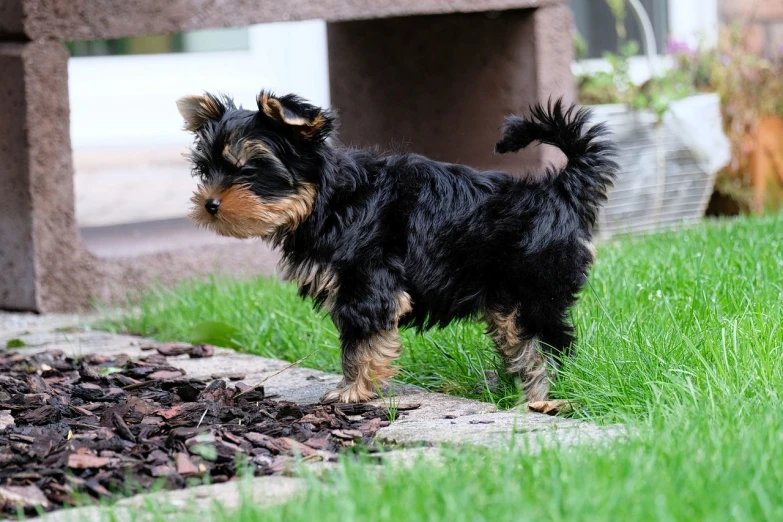 a small dog standing on top of a lush green field, yorkshire terrier, puppies, black and brown, thick tail