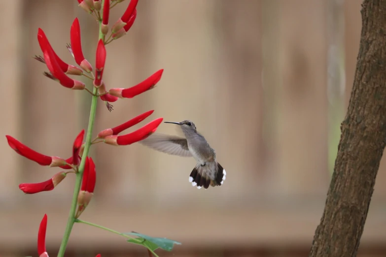 a hummingbird flying close to a red flower, arabesque, gray, trimmed with a white stripe, high res photo