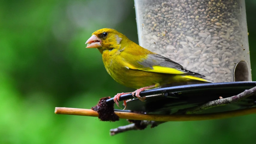 a yellow bird sitting on top of a bird feeder, a portrait, by Robert Brackman, flickr, a green, closeup at the food, cone, with yellow cloths