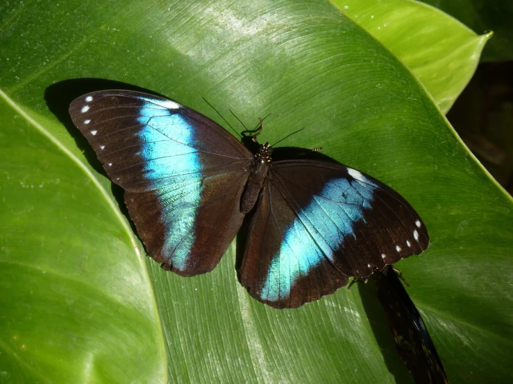 a blue and black butterfly sitting on a green leaf, flickr, brown and cyan color scheme, blue and black color scheme)), heaven on earth, tiffany dover