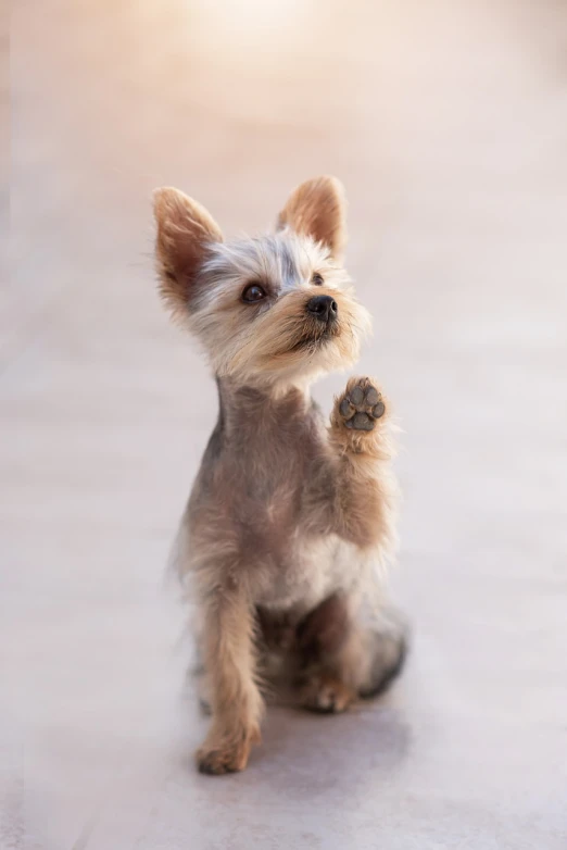 a small dog standing on its hind legs, a picture, by Emma Andijewska, shutterstock, praying posture, with index finger, excited expression, gorgeous features