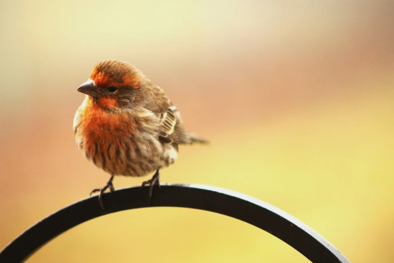 a small bird sitting on top of a metal object, a portrait, by David Garner, pexels, light red and orange mood, scruffy looking, beautiful iphone wallpaper, 4 0 9 6