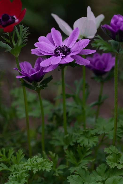a group of purple and white flowers in a garden, a portrait, flickr, anemone, f / 1. 9 6. 8 1 mm iso 4 0, a tall, purple and black