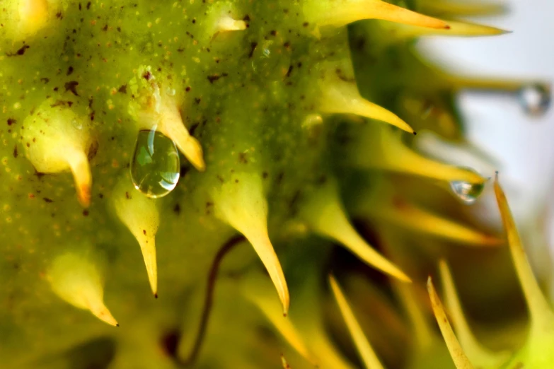 a close up of a plant with a drop of water on it, a macro photograph, precisionism, crystallic sunflowers, kiwi, thorns everywhere, closeup photo