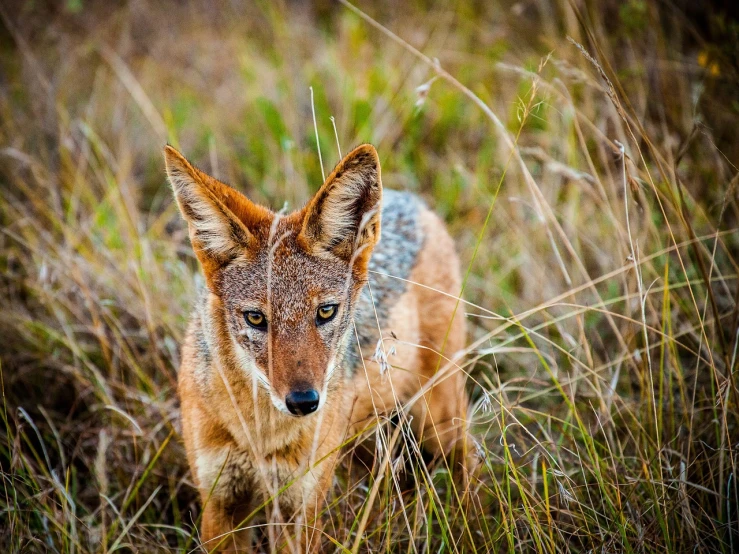 a close up of a small animal in a field, a portrait, by Dietmar Damerau, pexels, sumatraism, jackal, madagascar, istock, very sharp photo