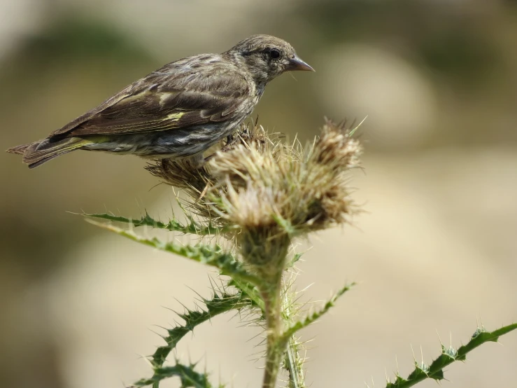 a small bird sitting on top of a flower, by Linda Sutton, hurufiyya, scruffy looking, female gigachad, 1 2 0 0 dpi, mid shot photo