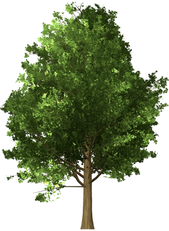 a tree with green leaves on a black background, a raytraced image, pexels, sycamore, high definition screenshot, (((trees)))