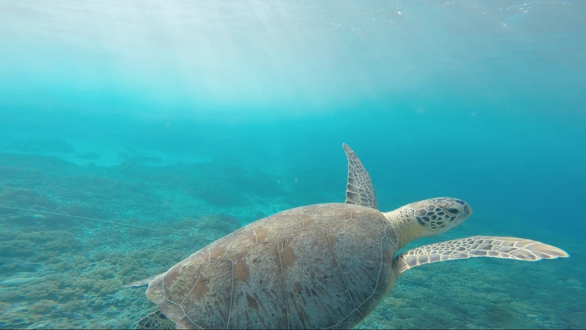 a turtle swimming in the clear blue water, a picture, pexels contest winner, hurufiyya, cinematic view from lower angle, nature documentry footage, sparkling in the sunlight, ultrawide shot