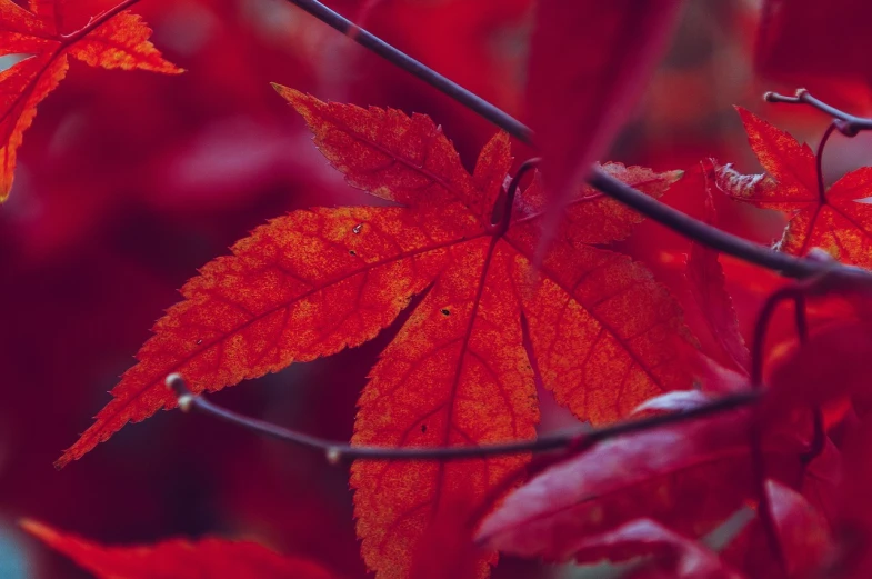 a close up of a red leaf on a tree, pexels, sōsaku hanga, vibrant tones, japanese maples, 1 0 8 0 p, iphone background