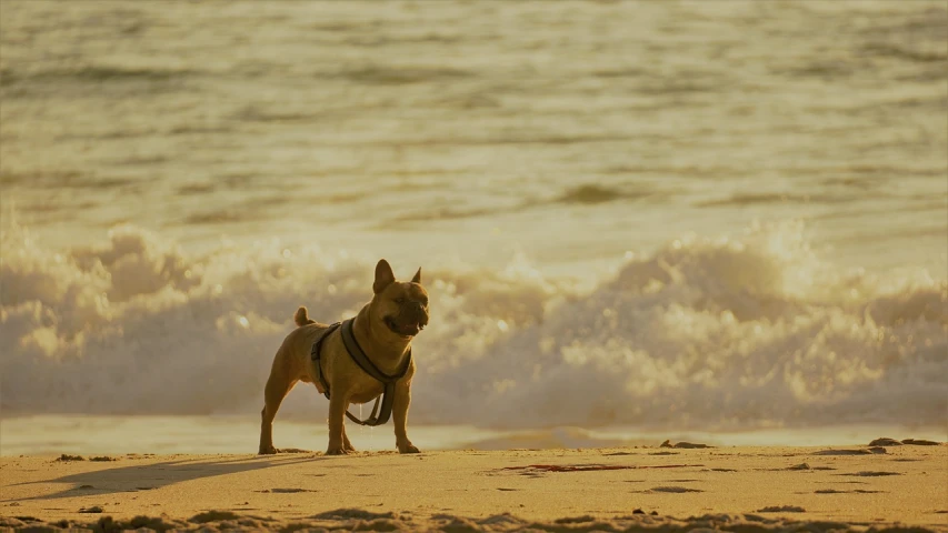 a small dog standing on top of a sandy beach, inspired by Walter Beach Humphrey, pexels, movie still 8 k, french bulldog, late evening, filmed in 70mm