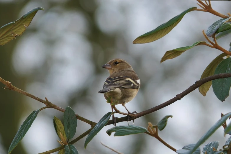 a small bird sitting on top of a tree branch, a portrait, by Dave Allsop, flickr, female ascending, a fat, january, back towards camera