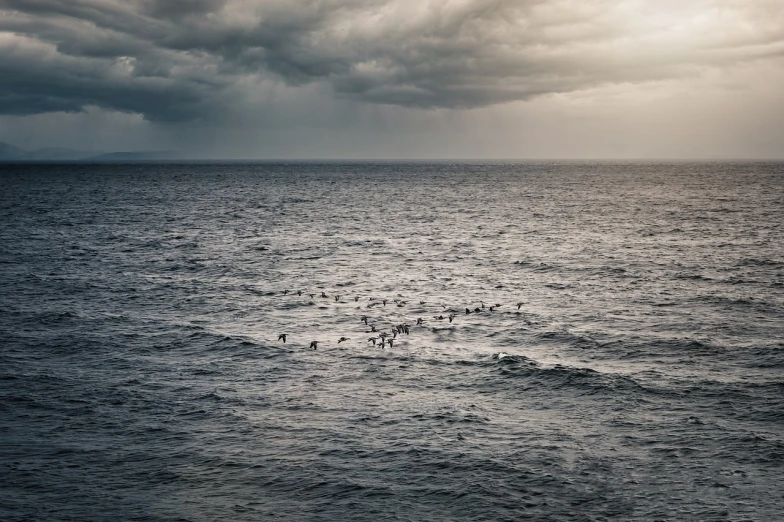 a group of birds are swimming in the ocean, by Jens Jørgen Thorsen, gloomy weather, photography alexey gurylev, naoto fukasawa, distant ocean