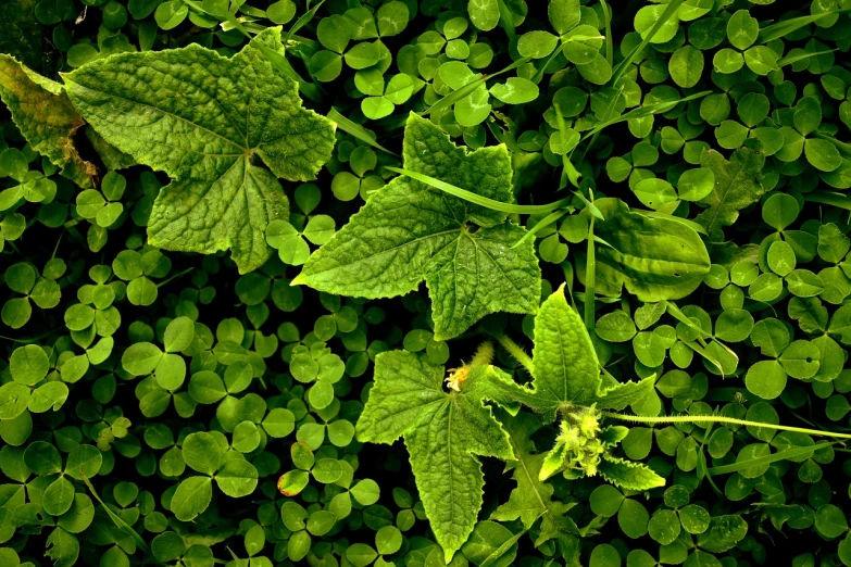 a close up of a plant with green leaves, by Dietmar Damerau, nature wallpaper, background full of lucky clovers, took on ipad, green floor