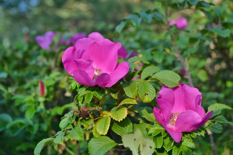 a group of pink flowers sitting on top of a lush green field, by Maksimilijan Vanka, pixabay, romanticism, rose-brambles, large rose flower head, 7 0 mm photo, shaded