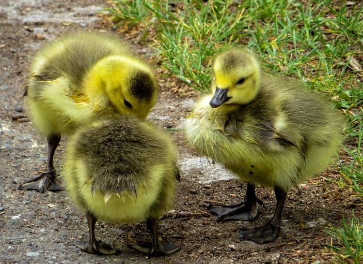 two baby ducks standing next to each other on a dirt road, by Jan Rustem, flickr, fluffy green belly, ryan gosling fused with a goose, trio, standing together