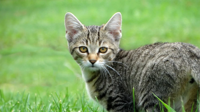 a cat that is standing in the grass, a picture, by Hans Schwarz, pixabay, realism, young cute face, small, lowres, wikimedia
