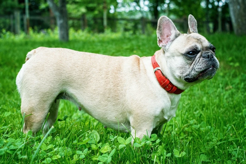 a small dog standing on top of a lush green field, a pastel, by Miroslava Sviridova, shutterstock, french bulldog, wearing collar, close up shot from the side, a blond