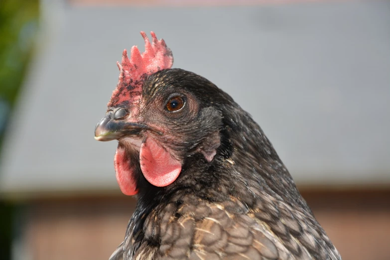 a close up of a chicken with a red beak, a portrait, by Rachel Reckitt, shutterstock, black female, bird poo on head, stock photo, very sharp and detailed photo