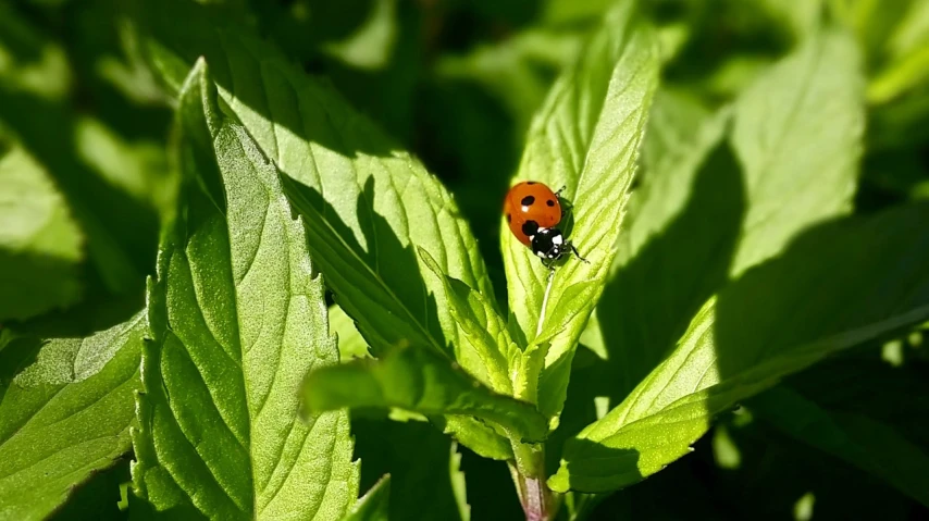 a ladybug sitting on top of a green leaf, by Dietmar Damerau, 🦩🪐🐞👩🏻🦳, sunny afternoon, mint, with soft bushes