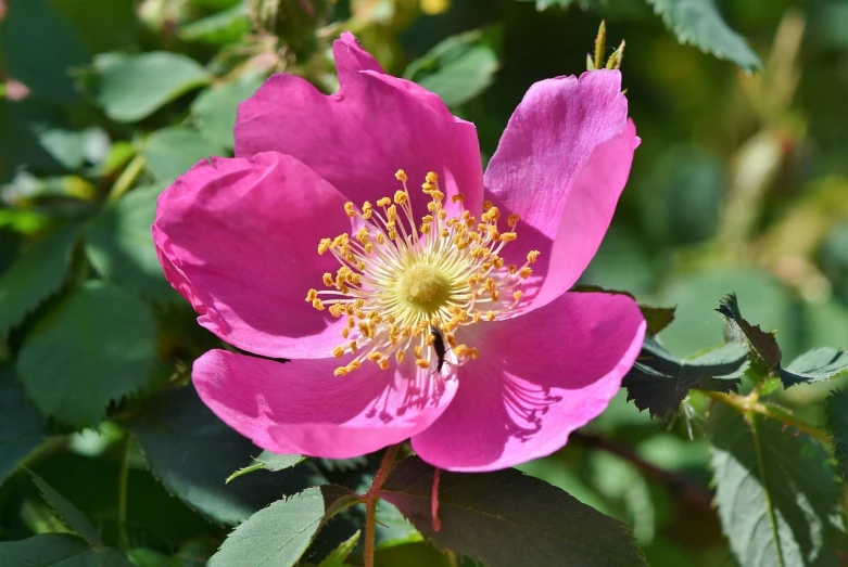 a close up of a pink flower with green leaves, by Jim Nelson, pixabay, romanticism, rose-brambles, honey, stock photo, colorado