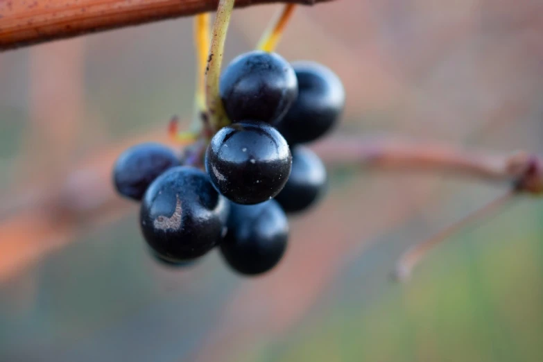 a bunch of black berries hanging from a tree branch, a macro photograph, by Robert Brackman, shutterstock, translucent grapes closeup, close-up product photo, iowa, cane