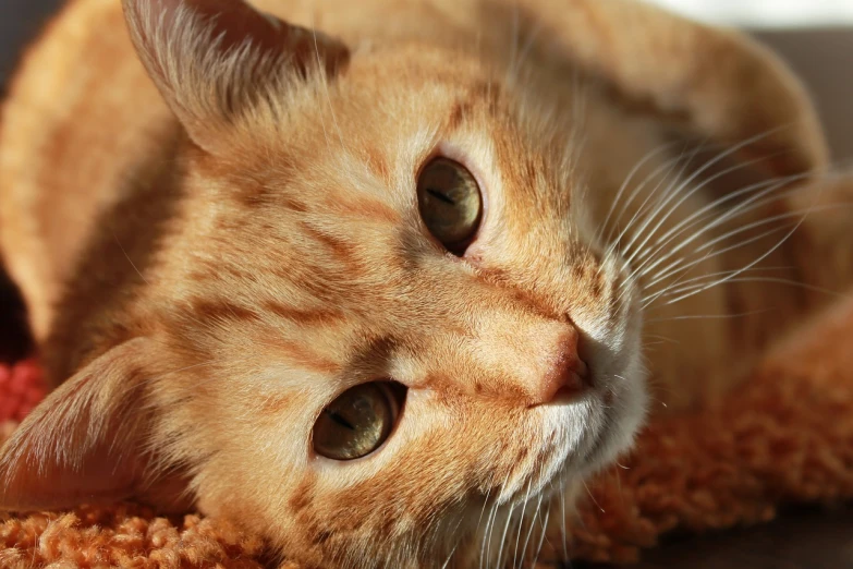 a close up of a cat laying on a rug, pixabay, photorealism, orange cat, orange tone, wallpaper - 1 0 2 4, close up head shot