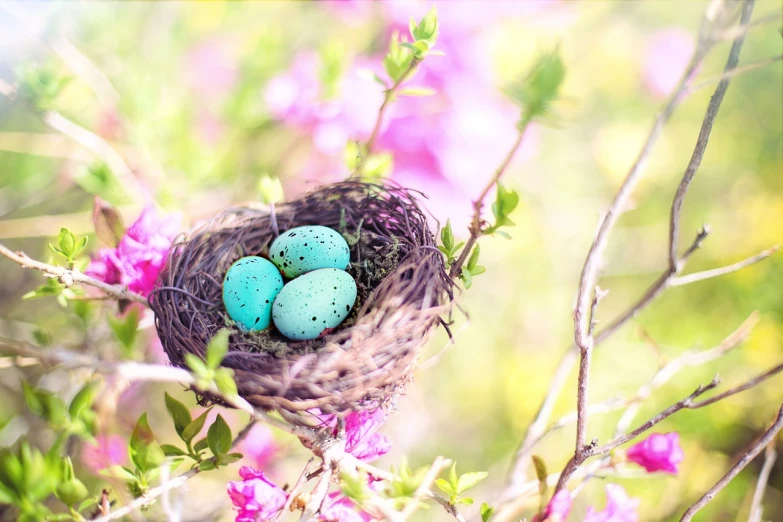 a bird nest with three blue eggs in it, a colorized photo, trending on pixabay, 🌸 🌼 💮, pastel green, setting is bliss wallpaper, in the colors hot pink and cyan