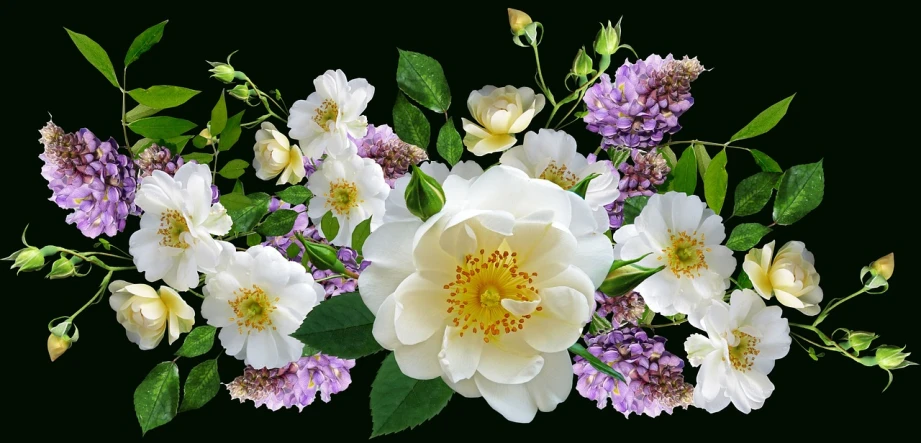 a bouquet of white and purple flowers on a black background, a digital rendering, inspired by Jan Henryk Rosen, trending on pixabay, roses background, background image