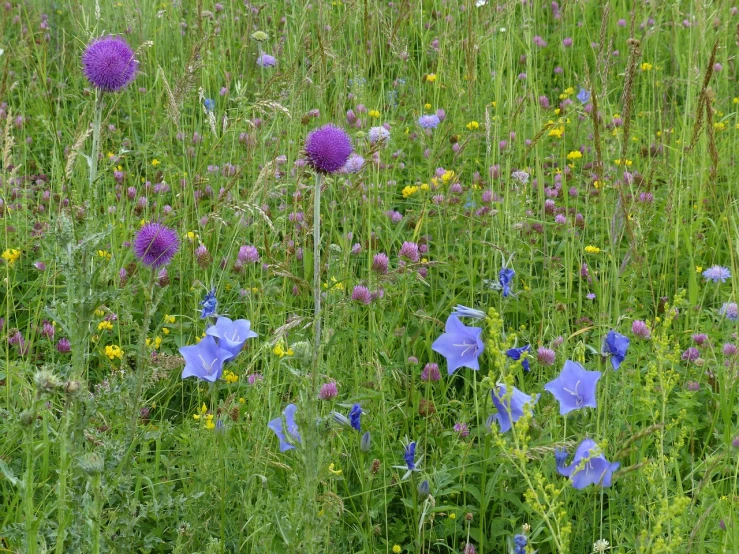 a field full of purple and yellow flowers, by Viktor de Jeney, flickr, blue colour scheme, edible flowers, grass and weeds”, al fresco