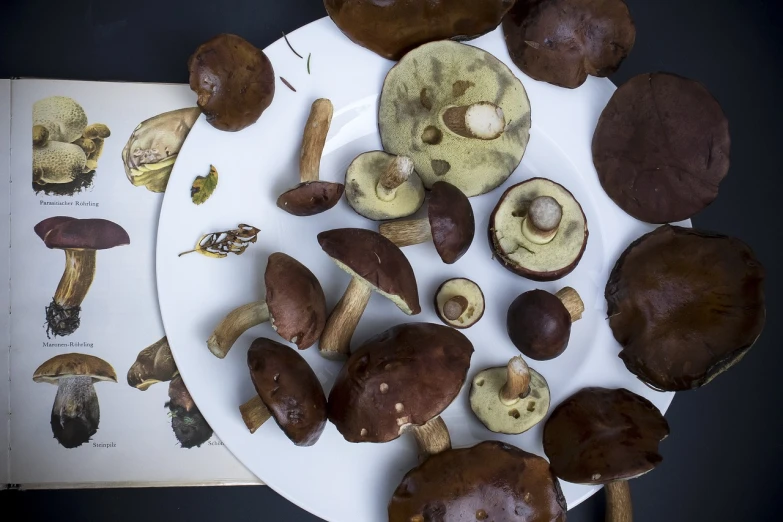 a white plate topped with lots of different types of mushrooms, by Frederik Vermehren, flickr, mingei, chocolate, herbarium page, top view, !female